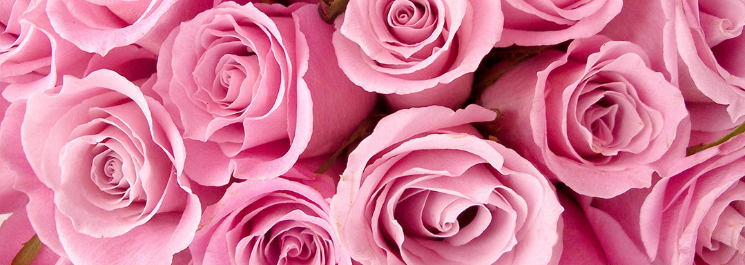 Розовые розы